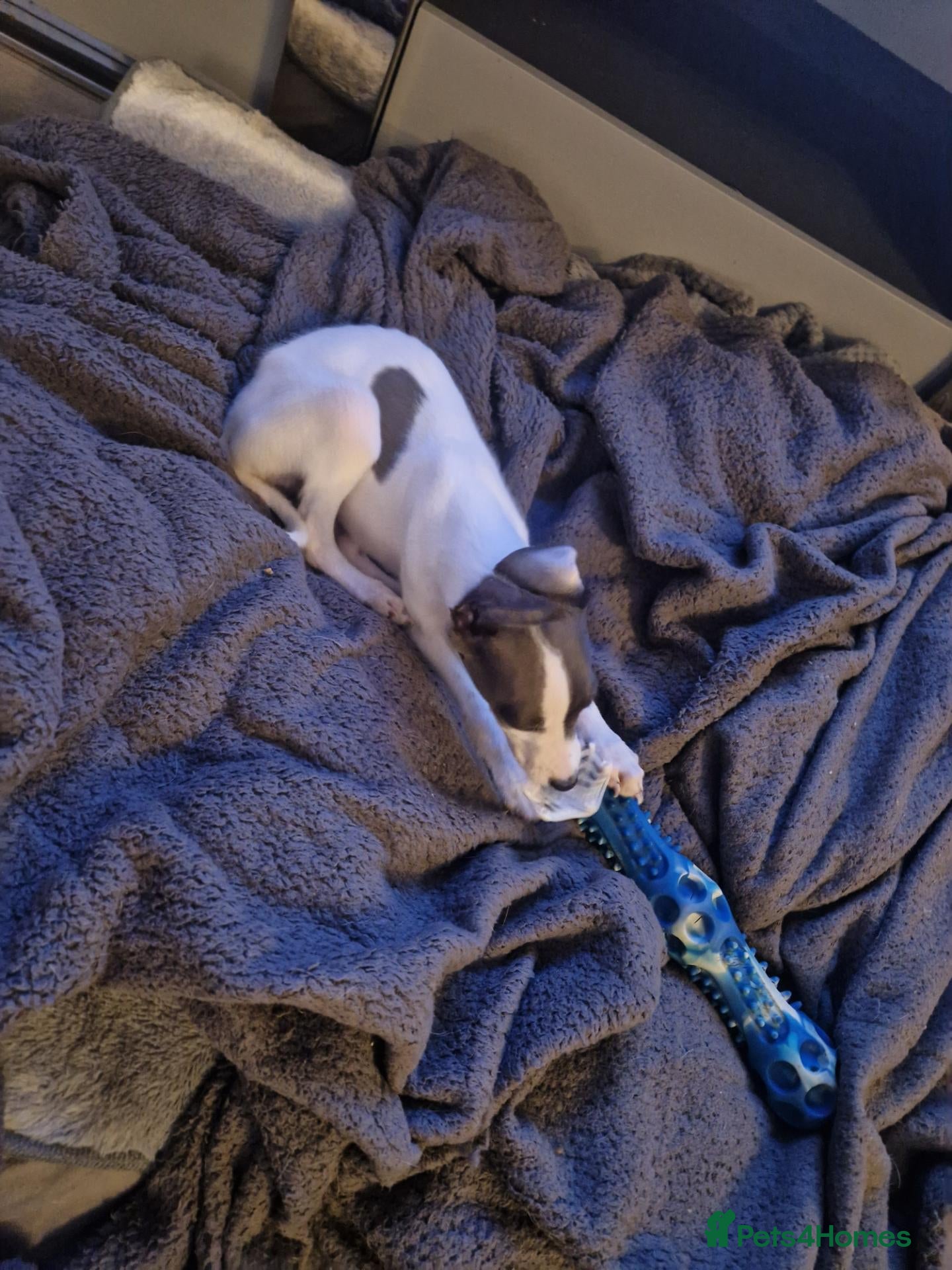 Whippet dogs for sale: Whippet Puppies - Advert 1
