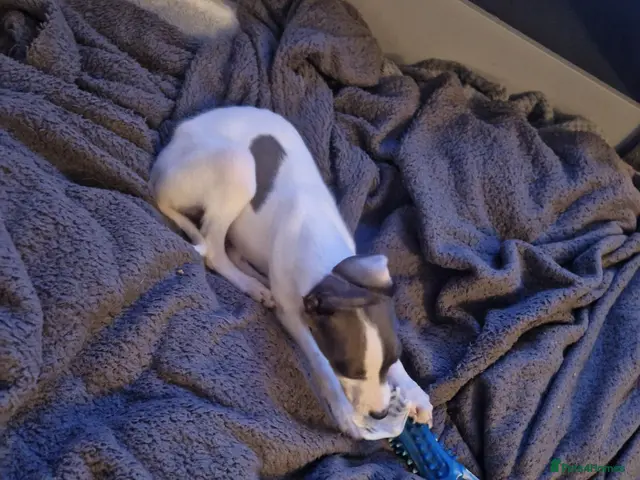 Whippet dogs for sale: KC registered Whippet Puppies - Advert 7