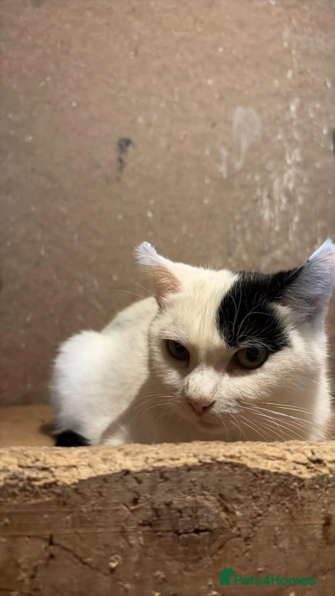 Mixed Breed cats for sale: Looking For Their Forever Home in Burton-on-Trent - Advert 1
