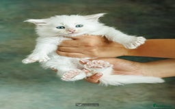 Maine Coon cats for sale: White Polydactyl boy / Russian import parents - Advert 6