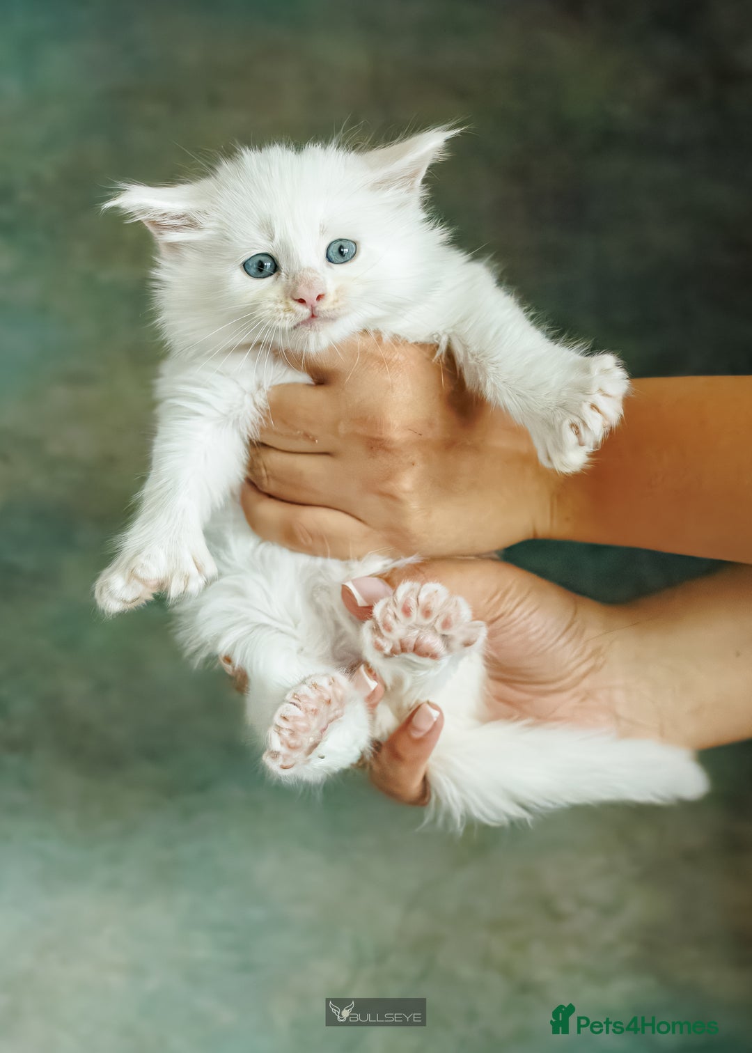 Maine Coon cats for sale: White Polydactyl boy / Russian import parents - Advert 6