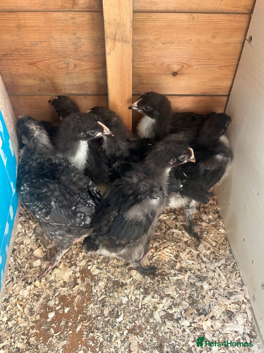 Chickens poultry for sale: Chicks&Cockerels Hatched 27/06 - Image 1