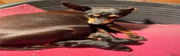 Miniature Pinscher dogs for sale: Stunning Rare Merle miniature pincher puppy’s in Falkirk - Advert 2