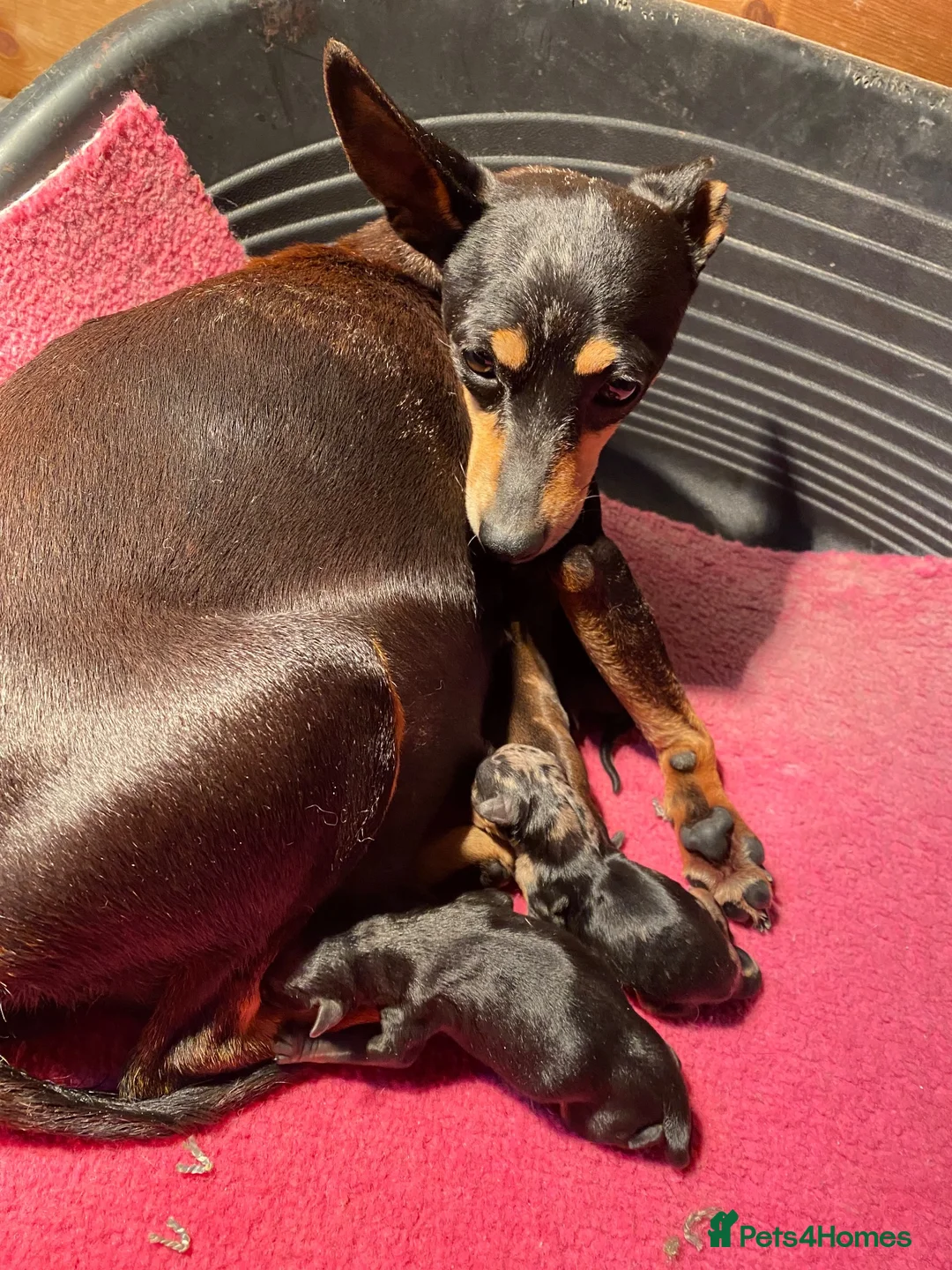 Miniature Pinscher dogs for sale: Stunning Rare Merle miniature pincher puppy’s in Falkirk - Advert 2
