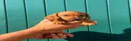 Miniature Dachshund dogs for sale: Tan miniature smooth hair dachshund pups for sale - Advert 10