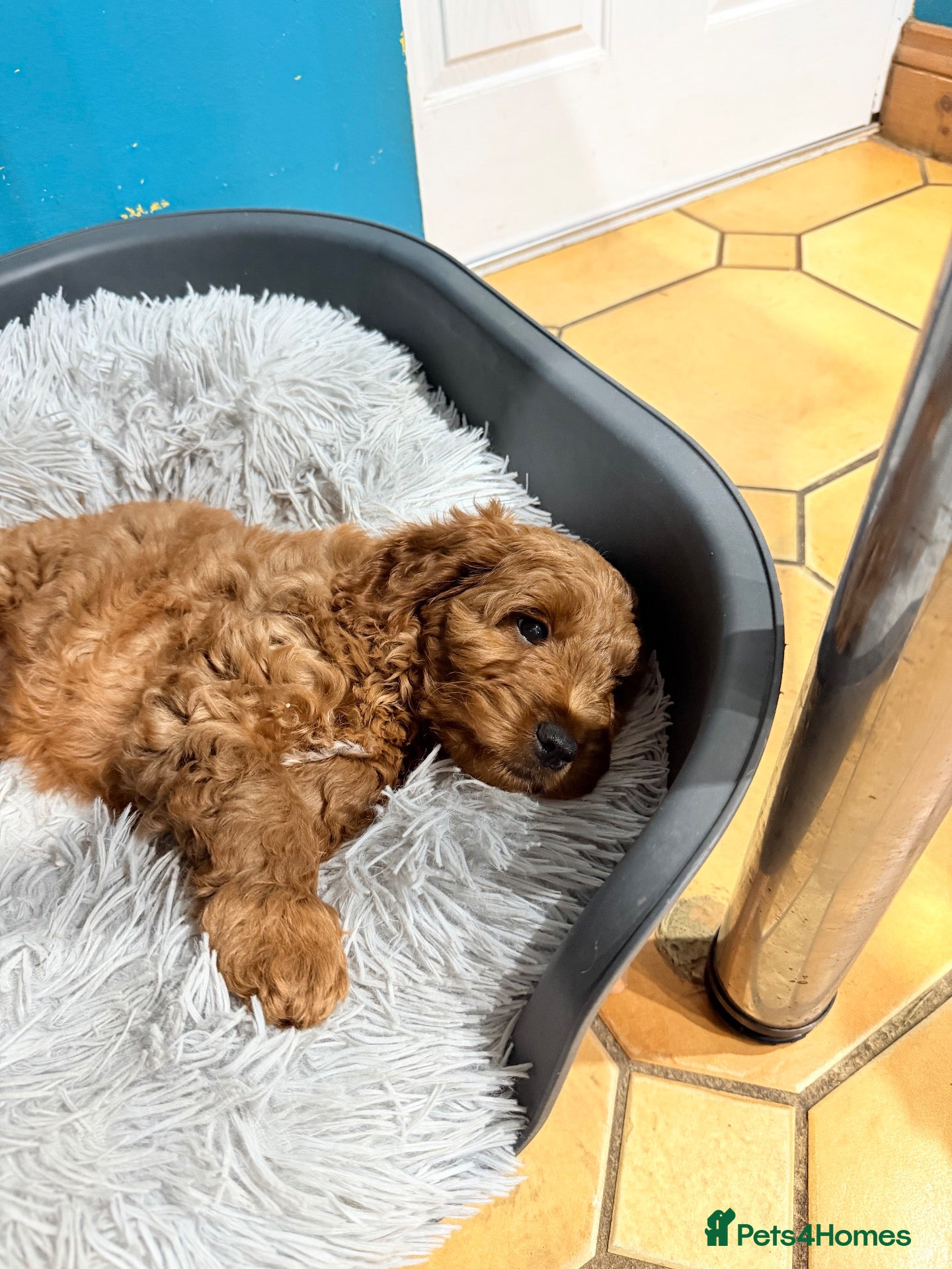 Cockapoo dogs F3 cockerpoos - Advert 2