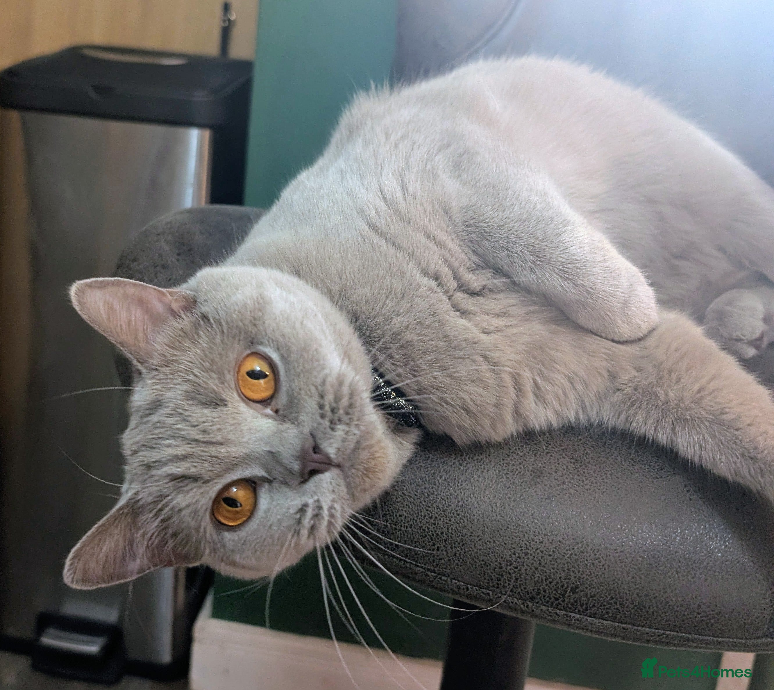 British Shorthair cats RETIRED GCCF REGISTERED QUEENS -LOVING HOME NEEDED - Advert 5