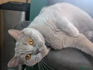 British Shorthair cats RETIRED GCCF REGISTERED QUEENS -LOVING HOME NEEDED - Advert 5