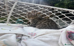 Persian cats for sale: Half Persian Beautiful Kittens  - Image 5