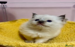 Ragdoll cats for sale: ❤️ Stunning Pure DNA Clear ✅ Ragdoll Kittens ❤️  - Image 4