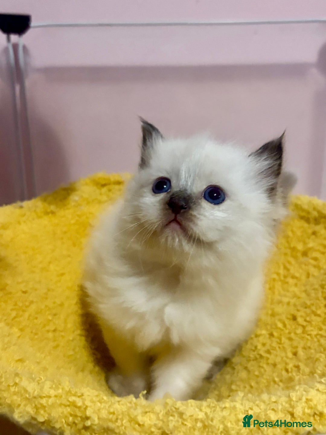 Ragdoll cats for sale: ❤️ Stunning Pure DNA Clear ✅ Ragdoll Kittens ❤️  - Image 4