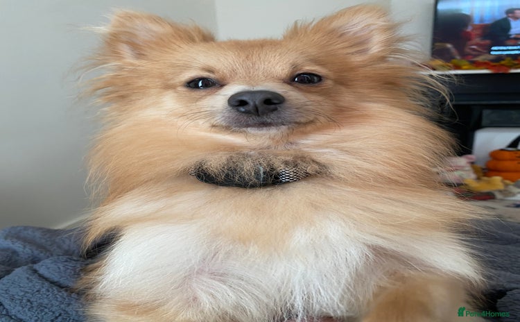Pomeranian dogs - Advert 2