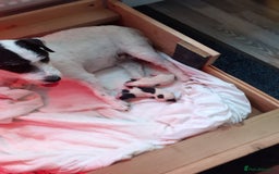 Mixed Breed dogs for sale: Jack Russell  male puppies  - Advert 2