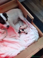 Mixed Breed dogs Jack Russell male puppies - Advert 3