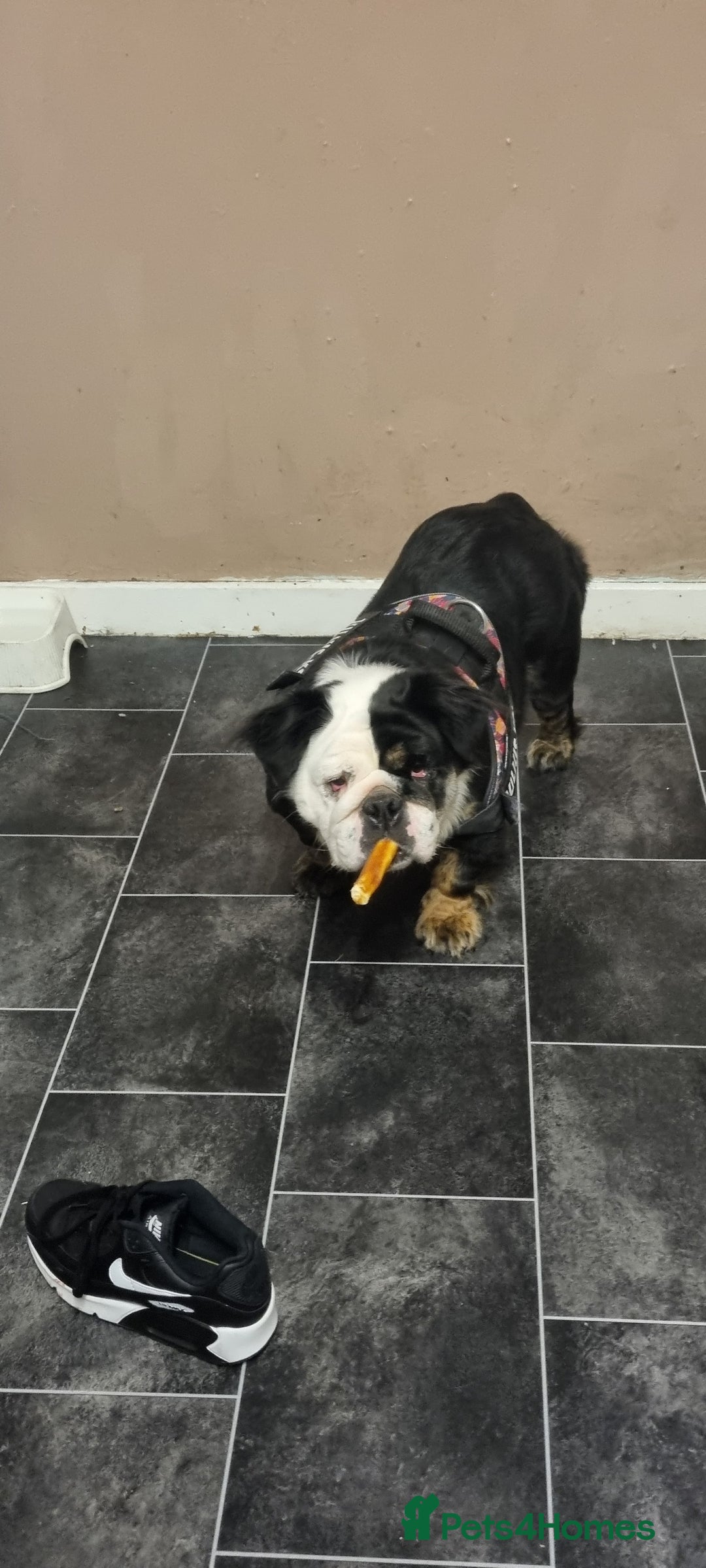 English Bulldog dogs for sale: Fluffy english bulldog female 2yrs born 2023 - Image 2