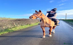Irish Thoroughbred horses for sale: Beautiful chestnut mare for sale  - Image 4
