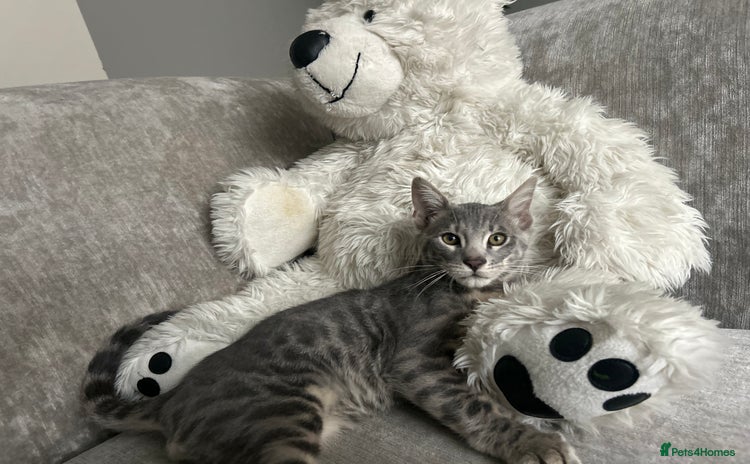 Bengal cats - Advert 8