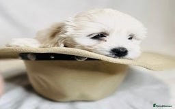 Maltese dogs for sale: ✨ Exquisite Maltese Puppies Available✨ - Advert 11