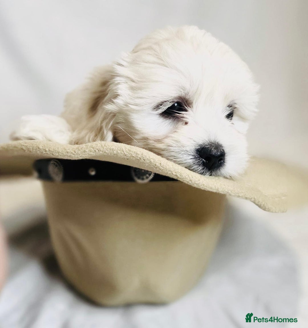 Maltese dogs for sale: ✨ Exquisite Maltese Puppies Available✨ - Advert 11