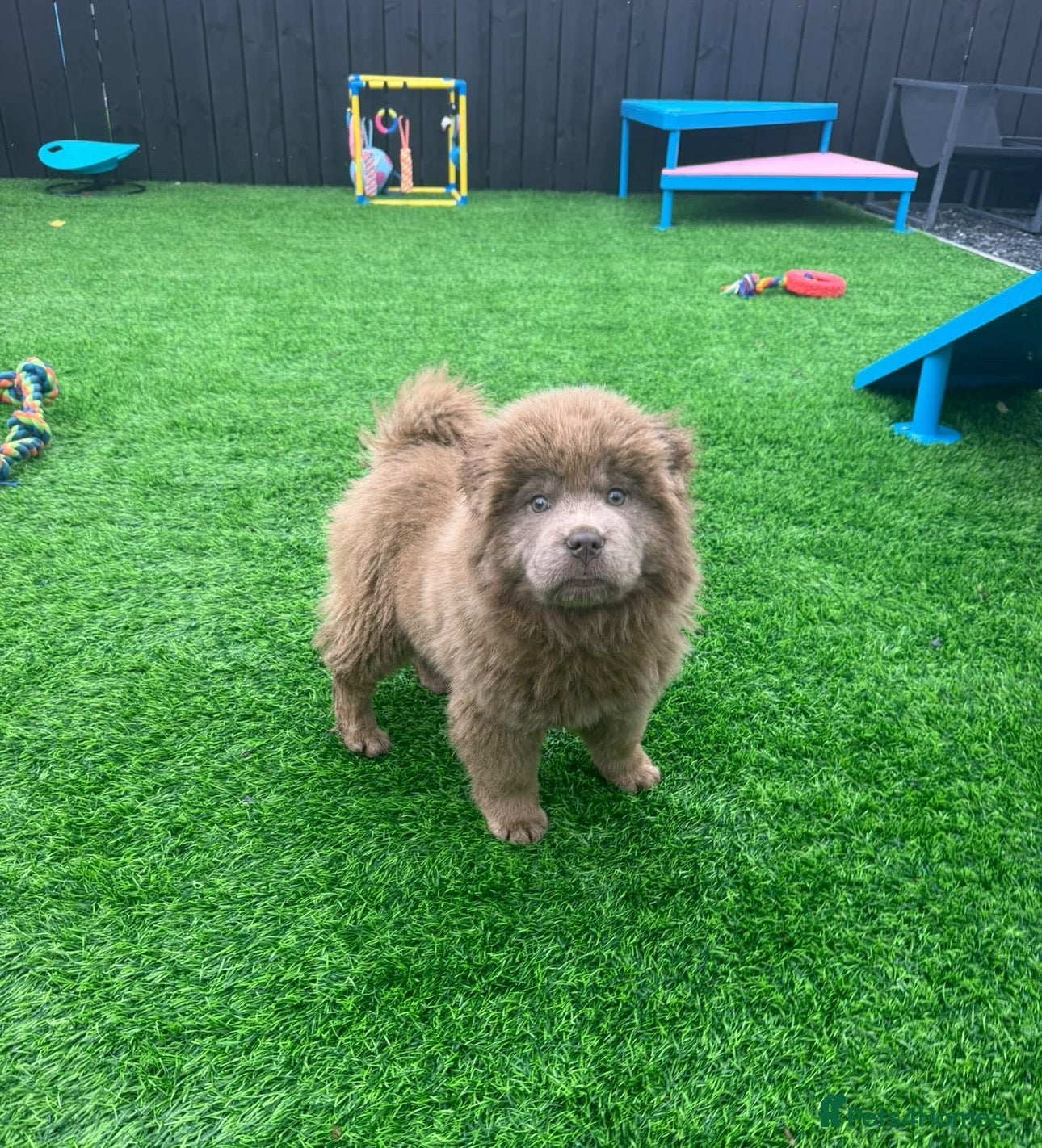 Chow Chow dogs Exotic colour male chow chow puppies for sale  - Advert 1