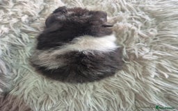 Guinea Pig rodents for sale: 3 male and 1 female baby guinea pigs  - Image 4