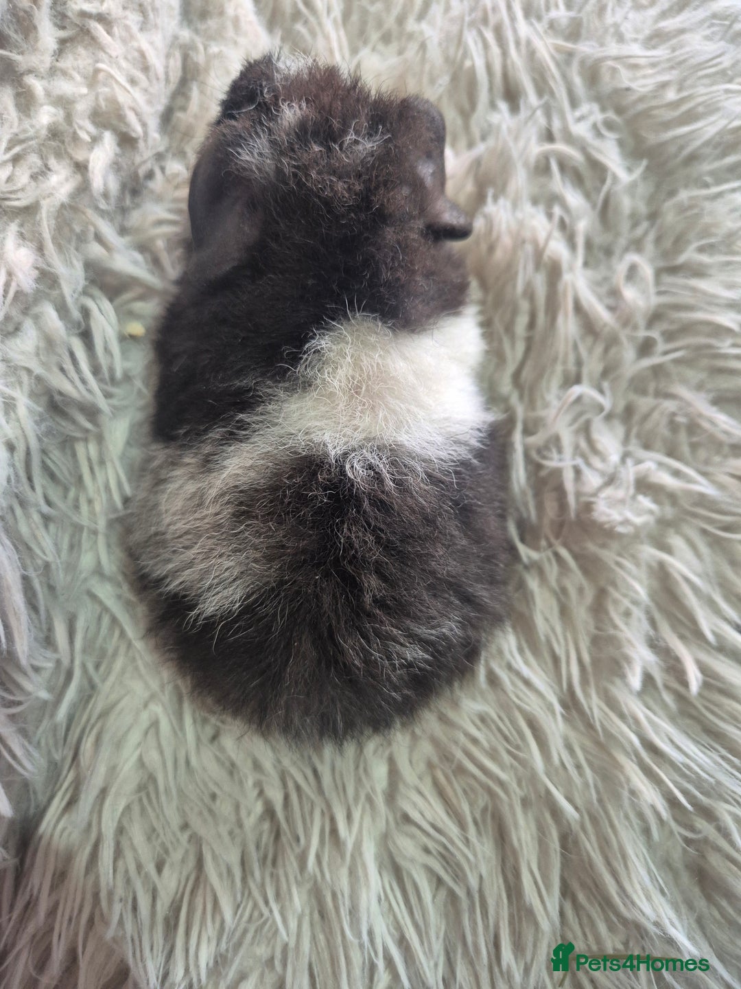 Guinea Pig rodents for sale: 3 male and 1 female baby guinea pigs  - Image 4