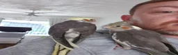 Cockatiels birds for sale: Beautiful baby hand reared cockateils. - Advert 7