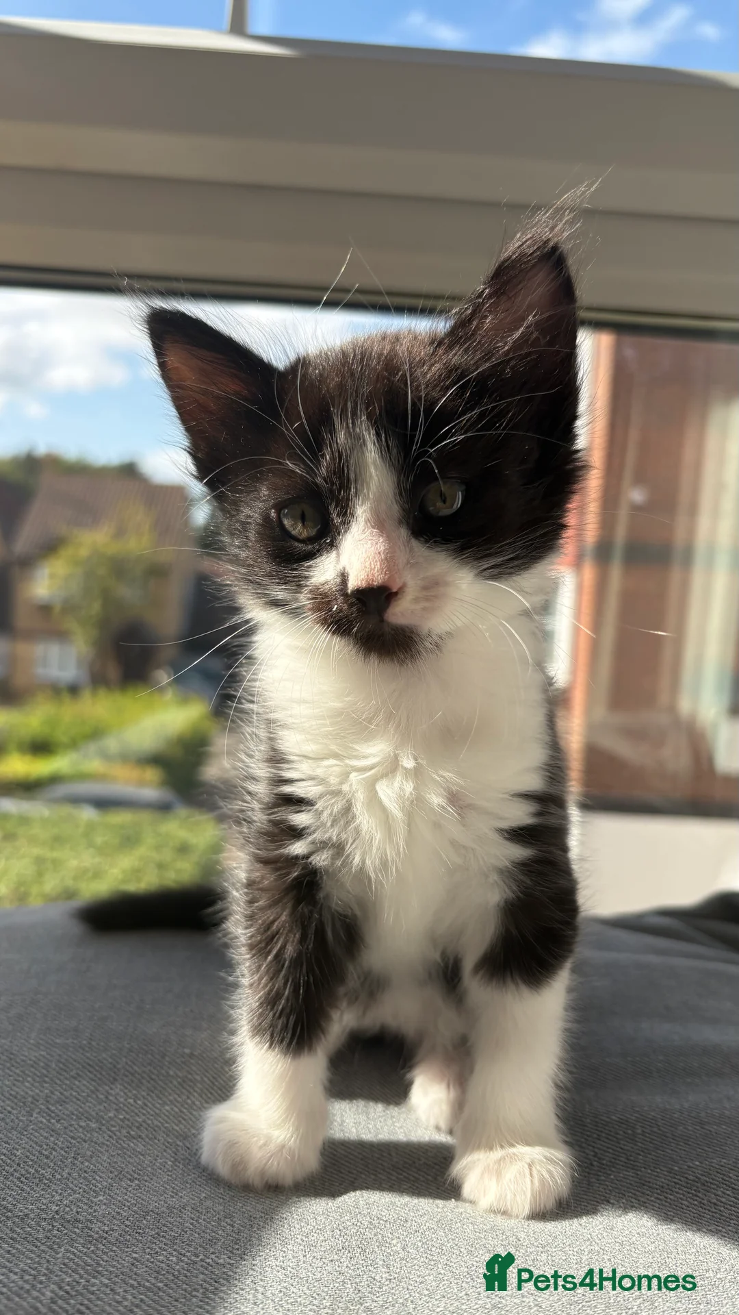 British Shorthair cats for sale: Last loving kitten looking for forever home - Advert 4