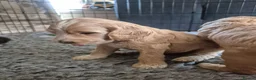 Cockapoo dogs for sale: 🐾 Beautiful F1 Cockapoo Puppies 🐾  - Advert 4