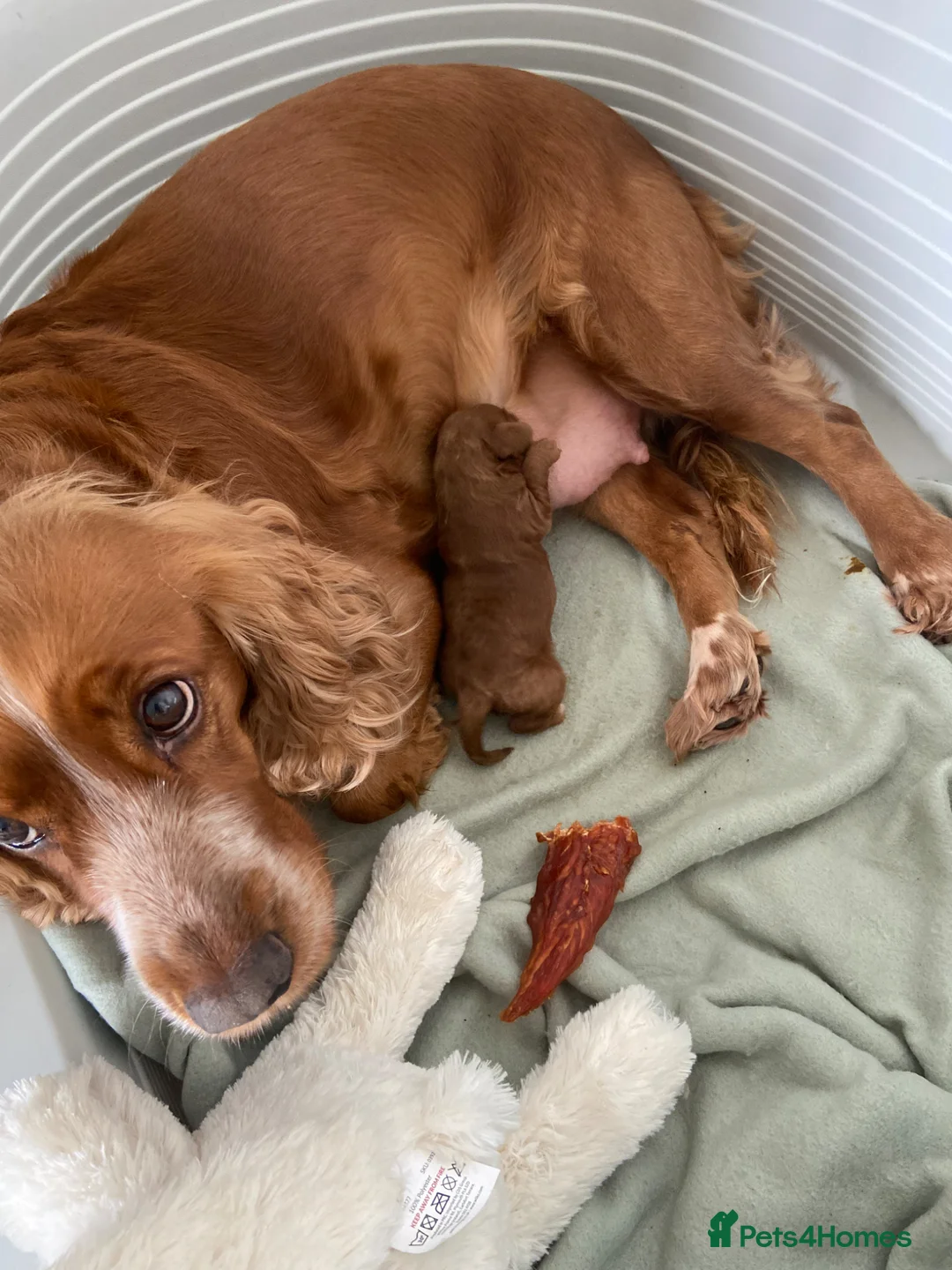 Cockapoo dogs for sale: Red female Cockapoo  - Advert 1