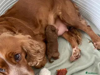 Cockapoo dogs Red female Cockapoo - Advert 1