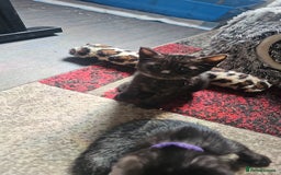 Mixed Breed cats for sale: Bengal/Siamese  - Image 1