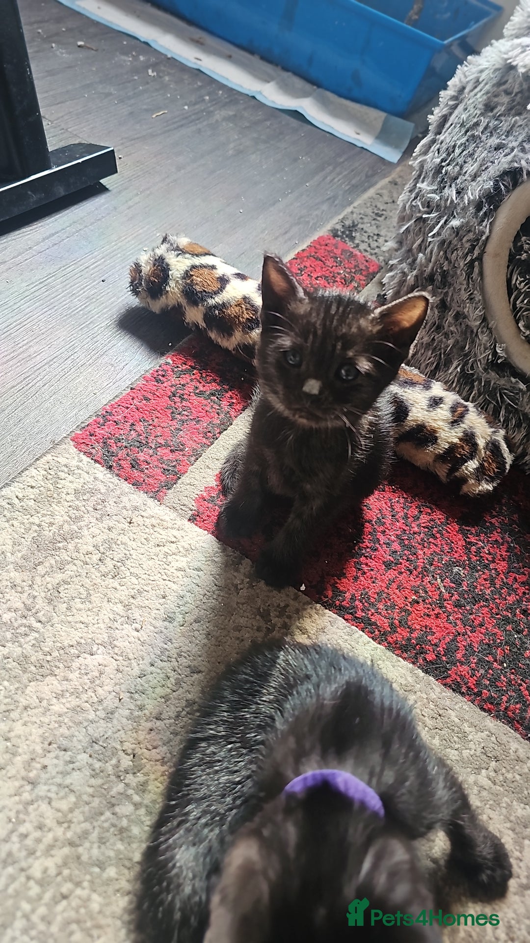 Mixed Breed cats for sale: Bengal/Siamese  - Image 1