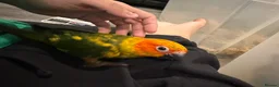 Conures birds for sale: Selling handreared baby sun conures  - Advert 3