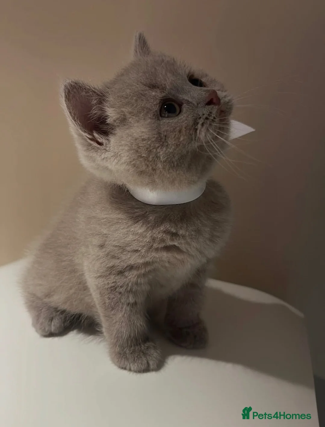 British Shorthair cats for sale: Cute male British shorthair kitten - Advert 2