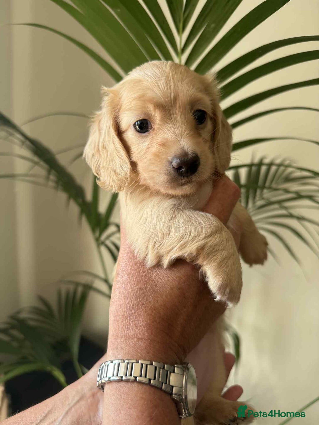 Miniature Dachshund dogs for sale: Beautiful long haired cream mini dachshund puppies - Image 1