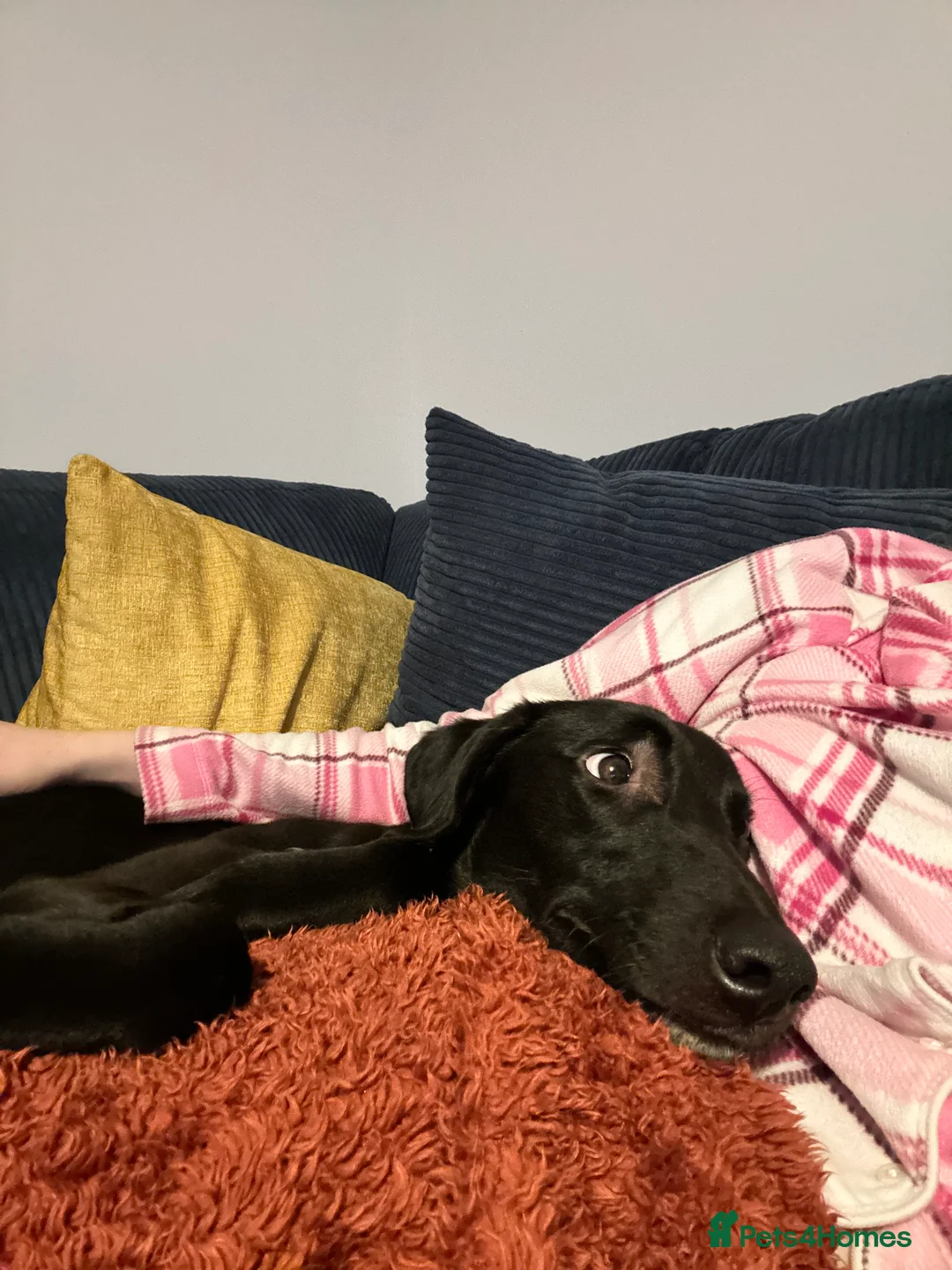 Mixed Breed dogs for sale: Milo - Lurcher x Greyhound male 11month  - Advert 9