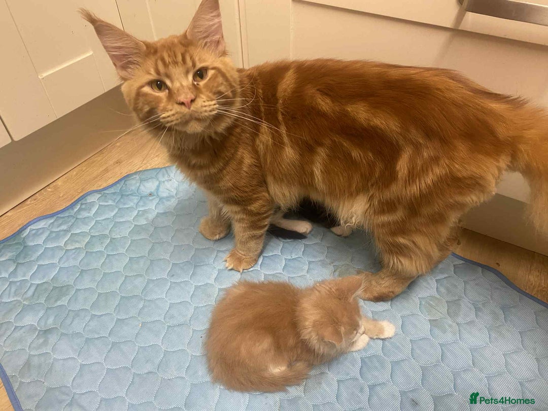 Maine Coon cats for sale: Xl mainecoon kittens full breed non reg  - Image 11