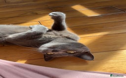 Domestic Shorthair cats for sale: 2 year old female cat - Image 2