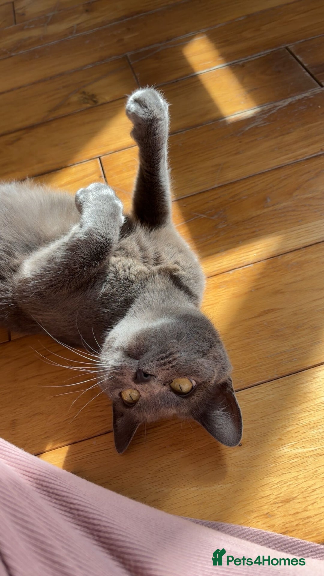 Domestic Shorthair cats for sale: 2 year old female cat - Image 2