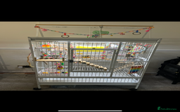 Parakeets birds for sale: Two Quaker parakeets+large cage  - Image 2