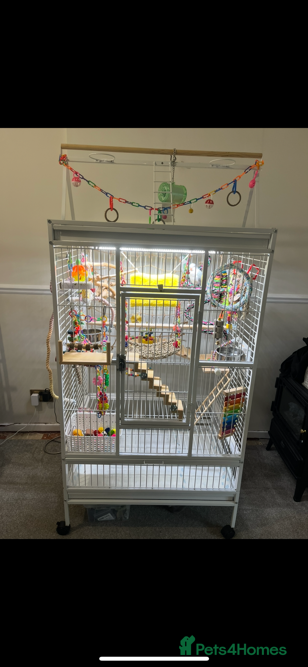 Parakeets birds for sale: Two Quaker parakeets+large cage  - Image 2