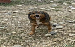 Mixed Breed dogs for adoption: Nora is 3-4acedonain rescue  - Image 3
