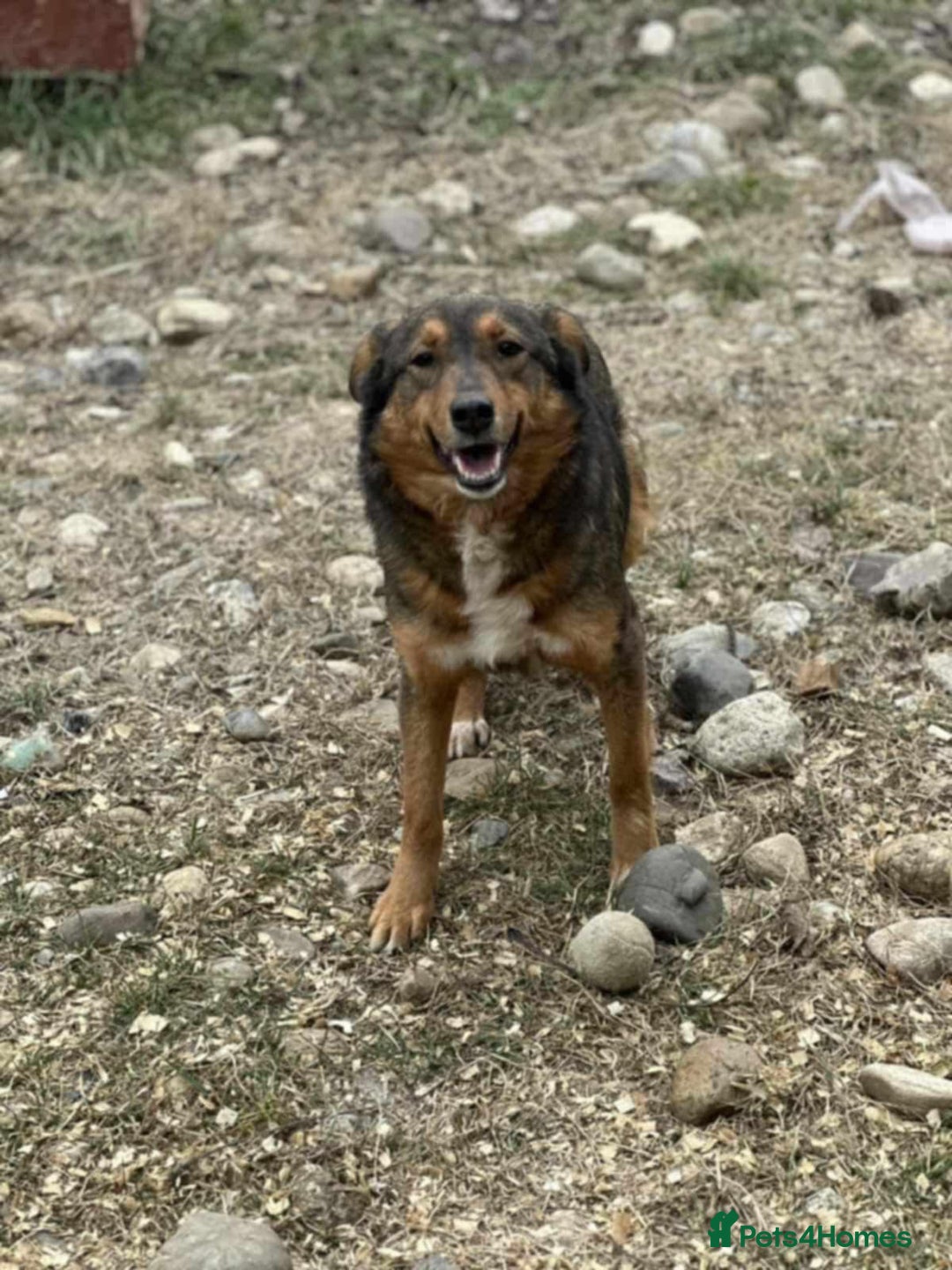 Mixed Breed dogs for adoption: Nora is 3-4acedonain rescue  - Image 3