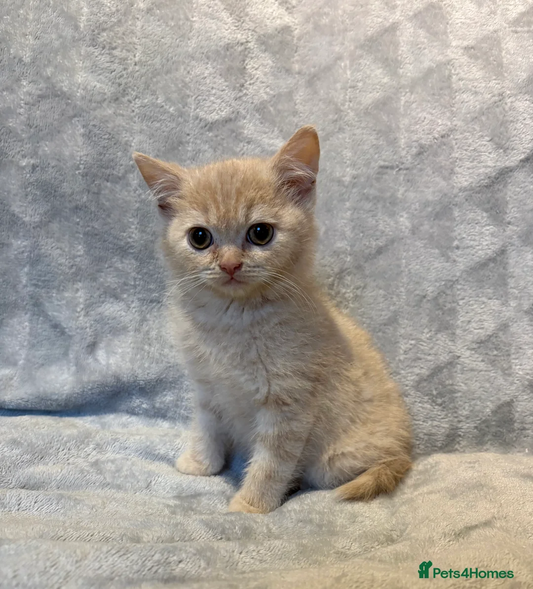 British Shorthair cats for sale: 4 boy BSH kittens ready to leave! - Advert 4