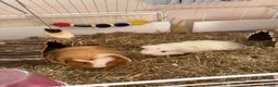 Guinea Pig rodents for sale: 2 Guinea pigs looking for a lovely new home in Chatham - Advert 3