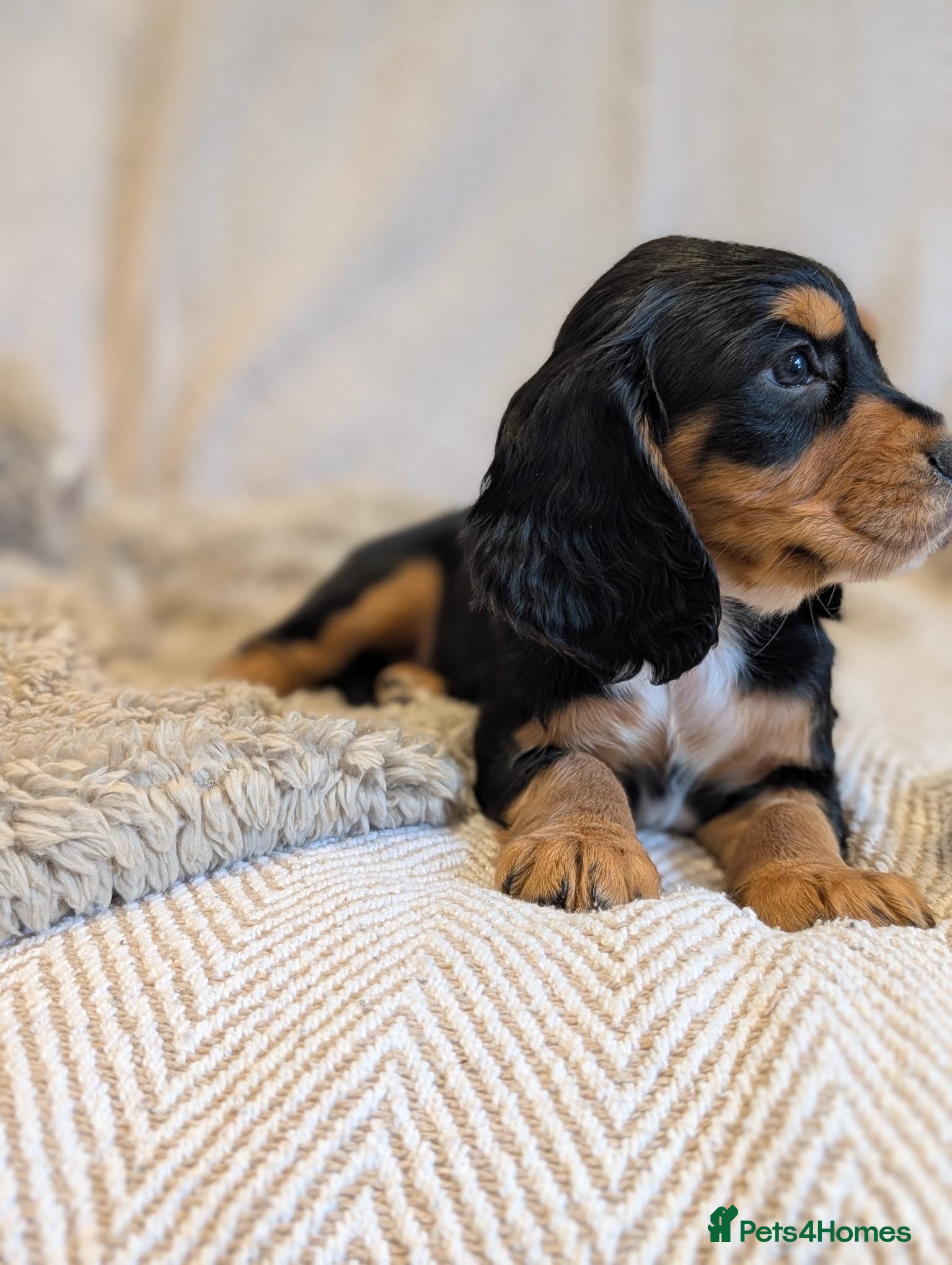 Cocker Spaniel dogs Beautiful Working type Cocker Spaniel Puppies - Advert 2