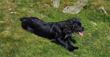 Cocker Spaniel dogs - Advert 13