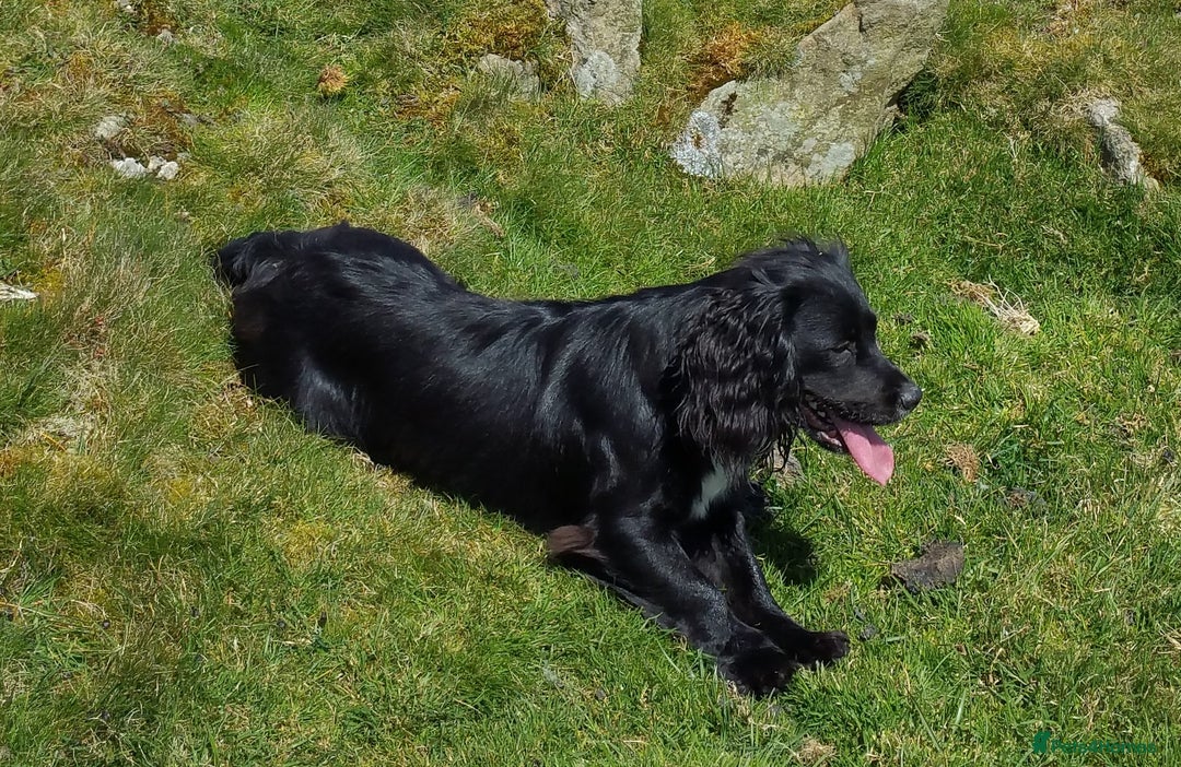 Cocker Spaniel dogs for sale: KC registered working cocker spaniel puppies. - Image 2