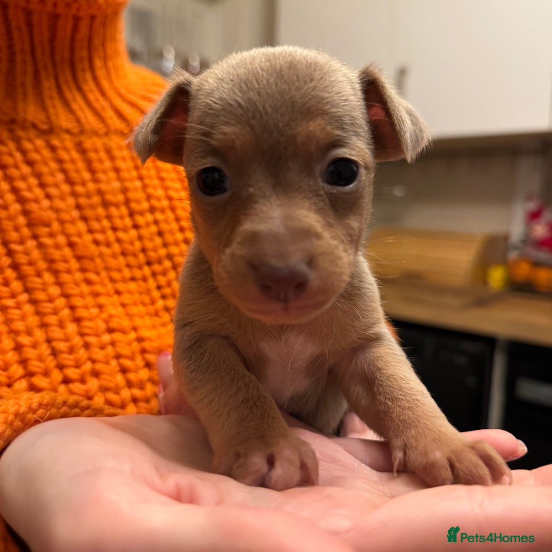 Jack Russell dogs for sale: Stunning miniature jack Russell puppies  - Advert 20